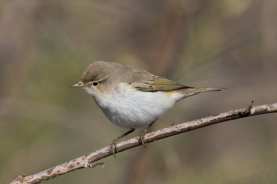 03bonnellis warbler 1024x684