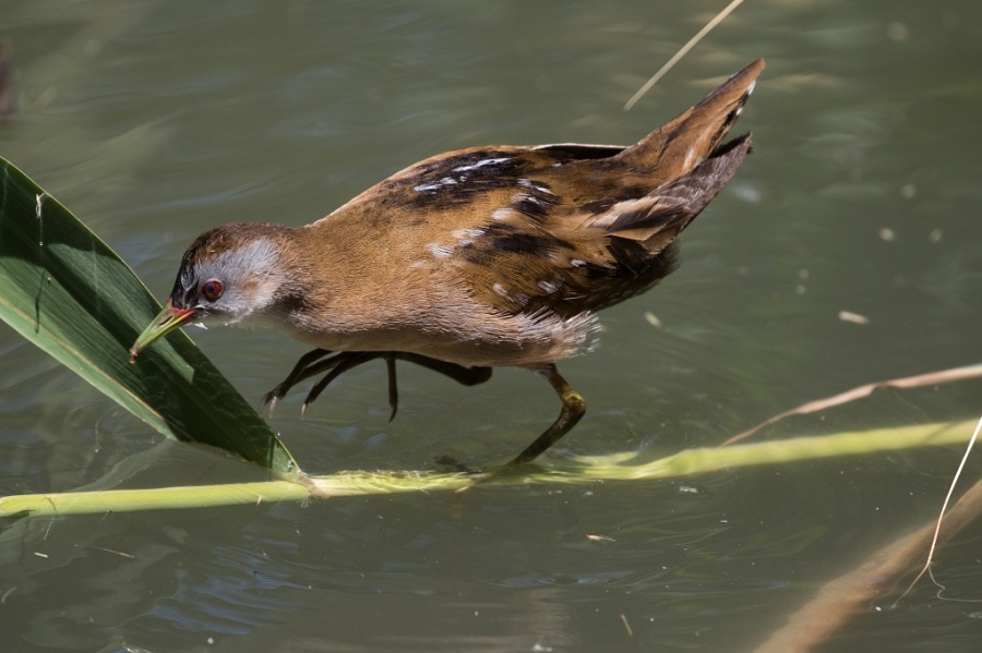 03little crake female2 1024x682