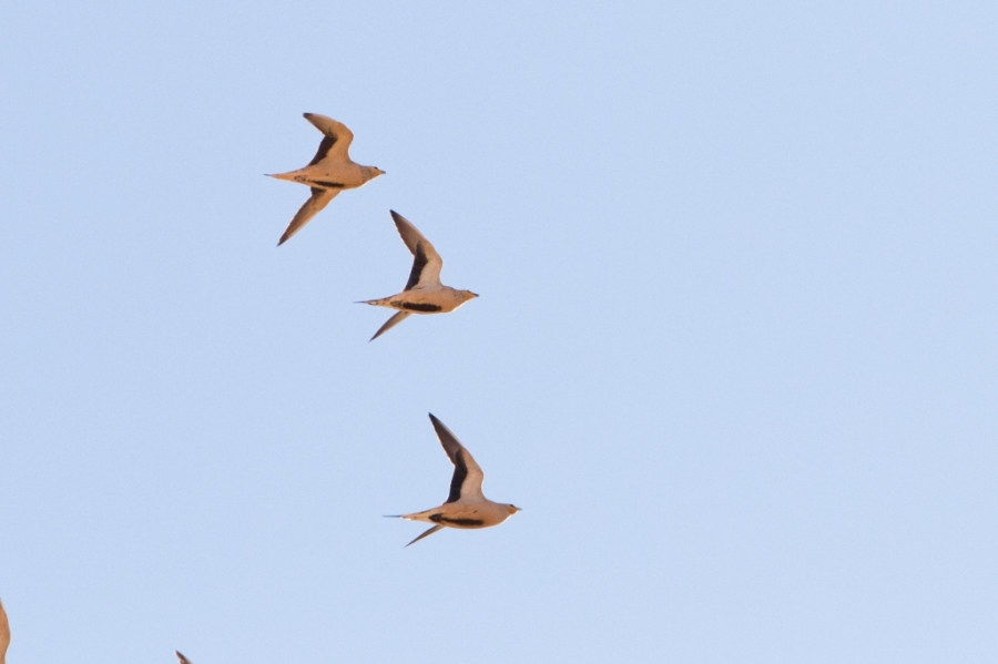 03spotted sandgrouse 1024x682