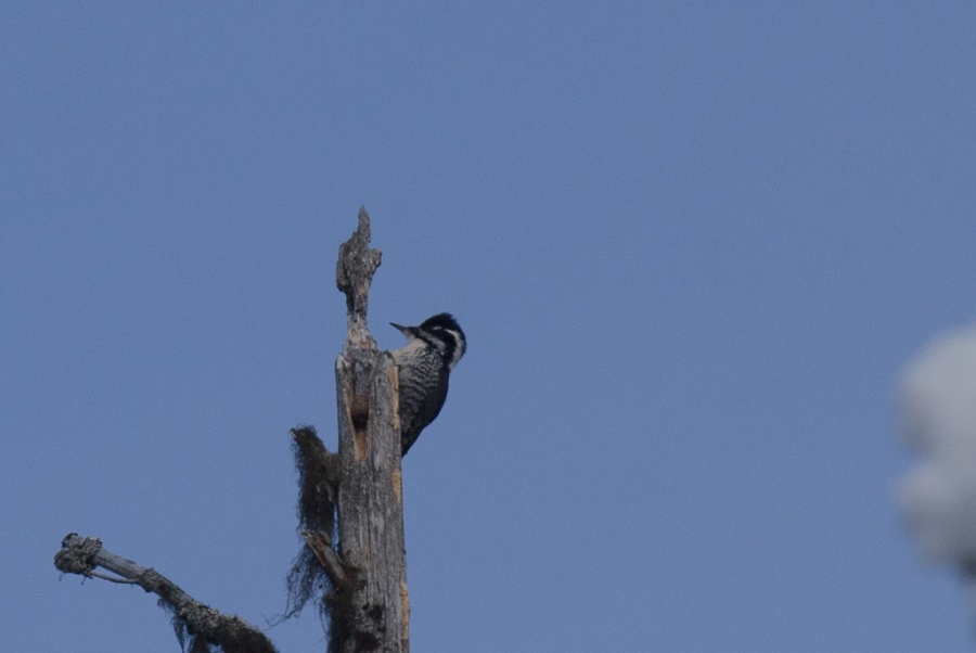 03three toed woodpecker2 1024x685