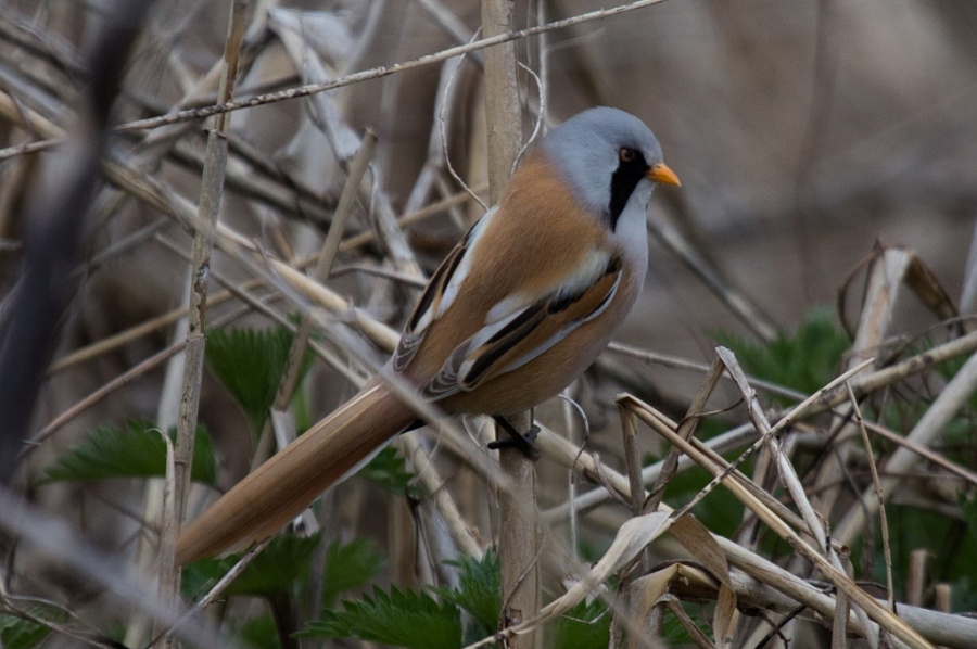 04 bearded reedling 1024x680