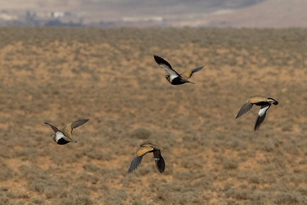 04 black bellied sandgrouse2 1 1024x684