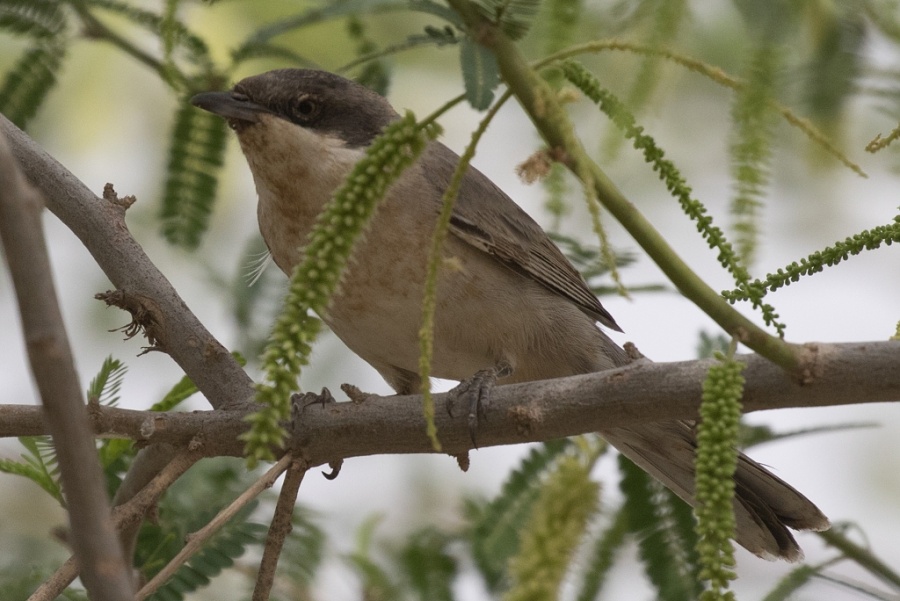 04 eastern orphean warbler male 1024x684