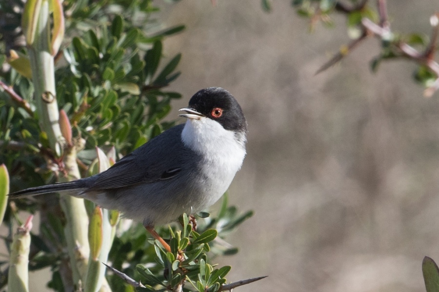 04 sardinian warbler 1024x681