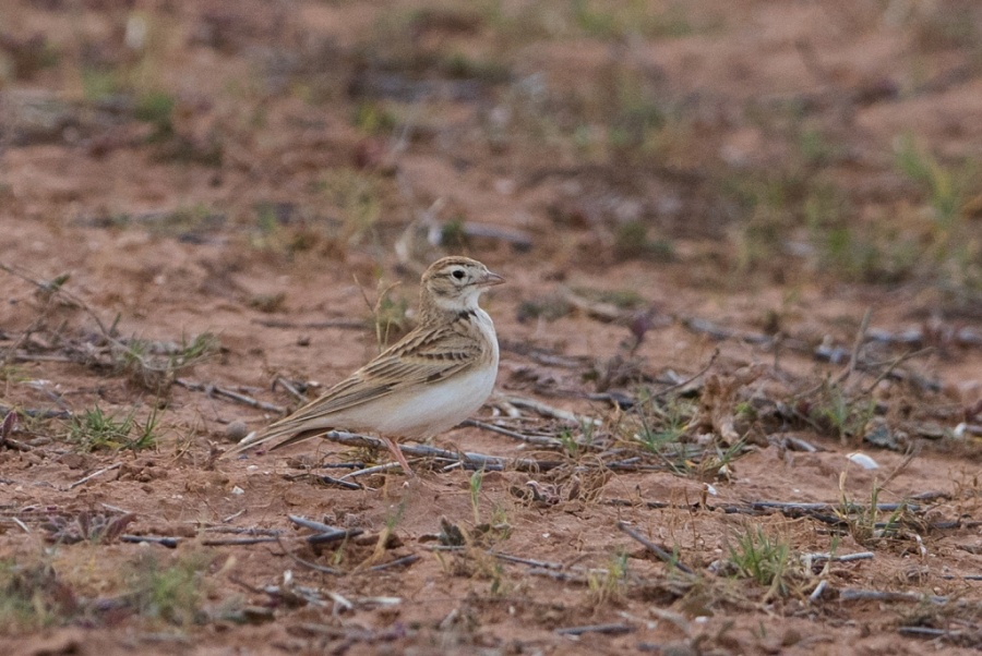 04 short toed lark 1024x685