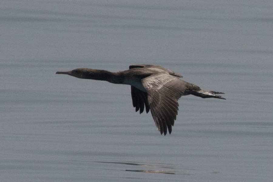 04 socotra cormorant2 1024x684