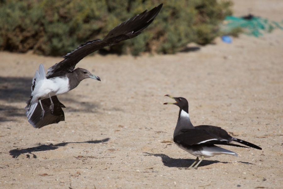 04 sooty gulls 1024x684