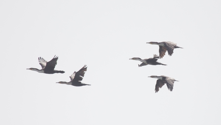 04 whitbreasted cormorant flock 1024x582