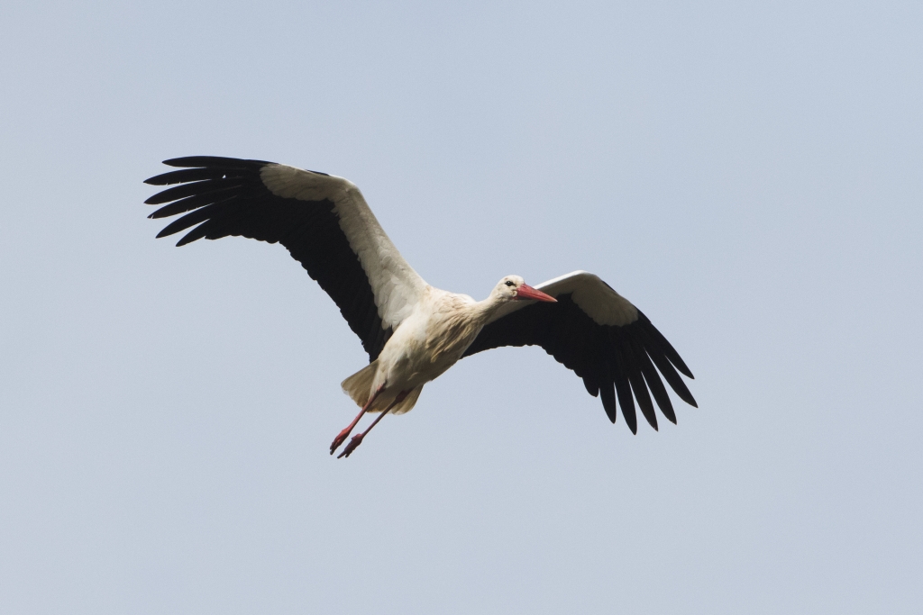 04 white stork 1024x683