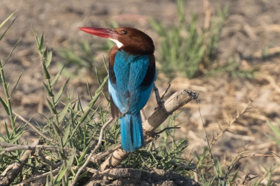 04 white throated kingfisher 1024x681