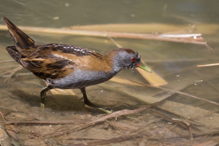 04little crake male 1024x683