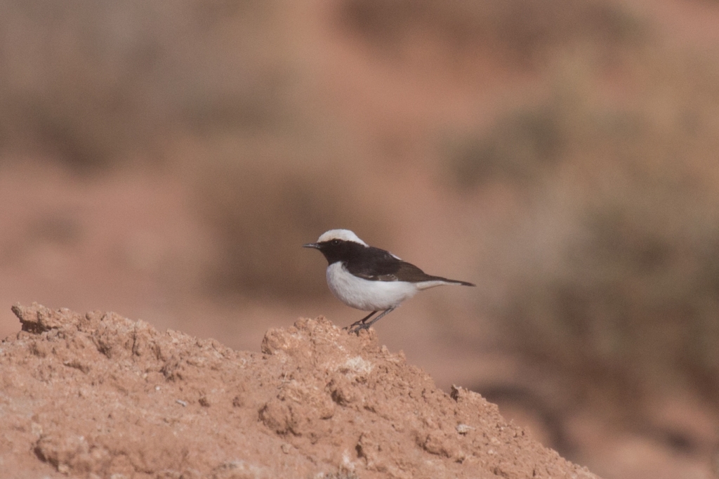 04mahgreb wheatear male 1024x682