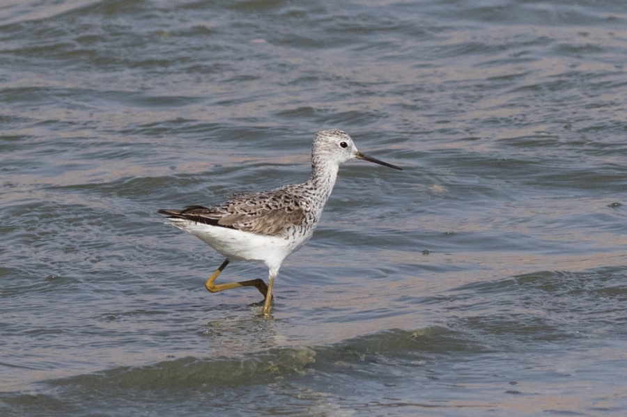 04marsh sandpiper 1024x681