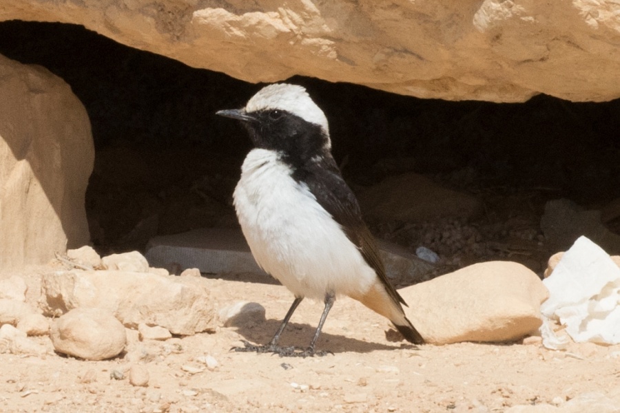 04mourning wheatear 1024x683