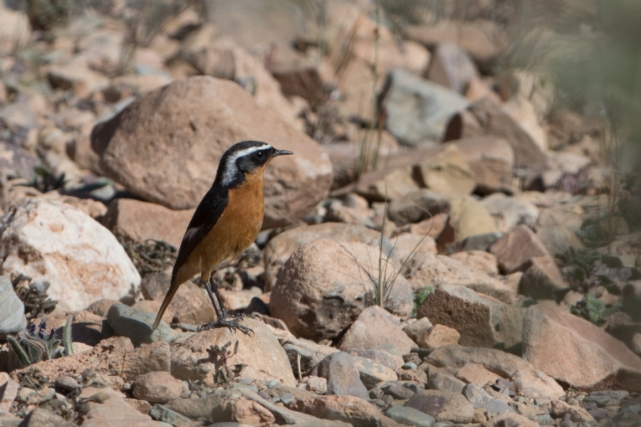 04mousiers redstart 1024x683