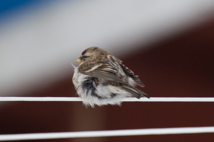 04redpoll 1024x682