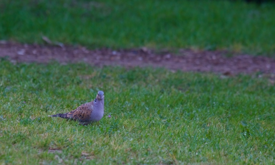 05Turtle Dove 1024x615