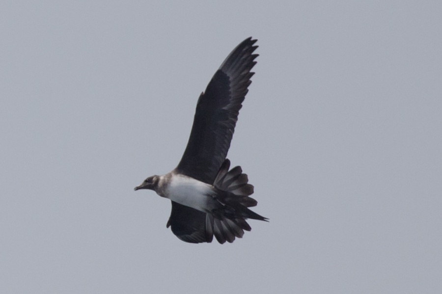 05 arctic skua 1024x681