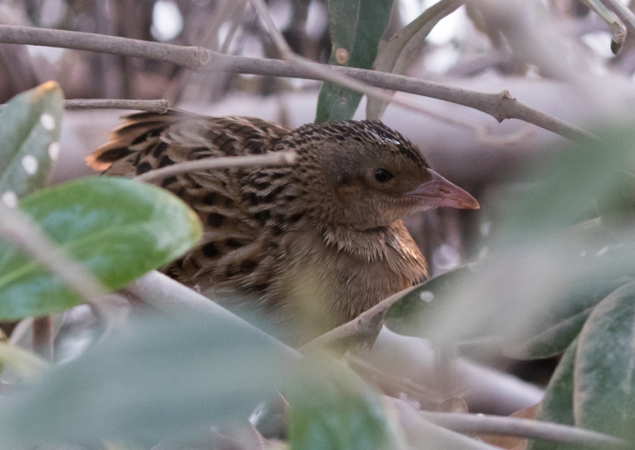 05 corn crake 1024x726