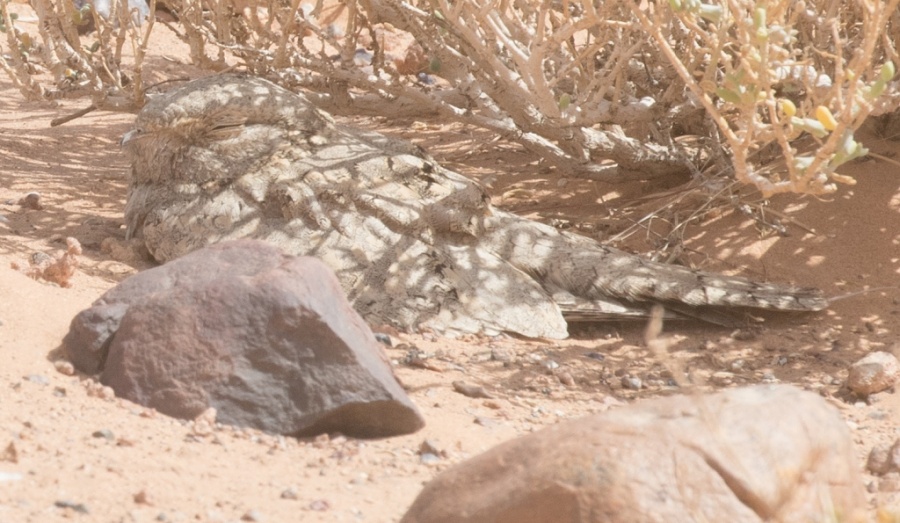 05 egyptian nightjar 1024x595