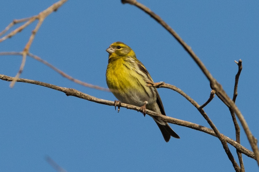 05 european serin 1024x681