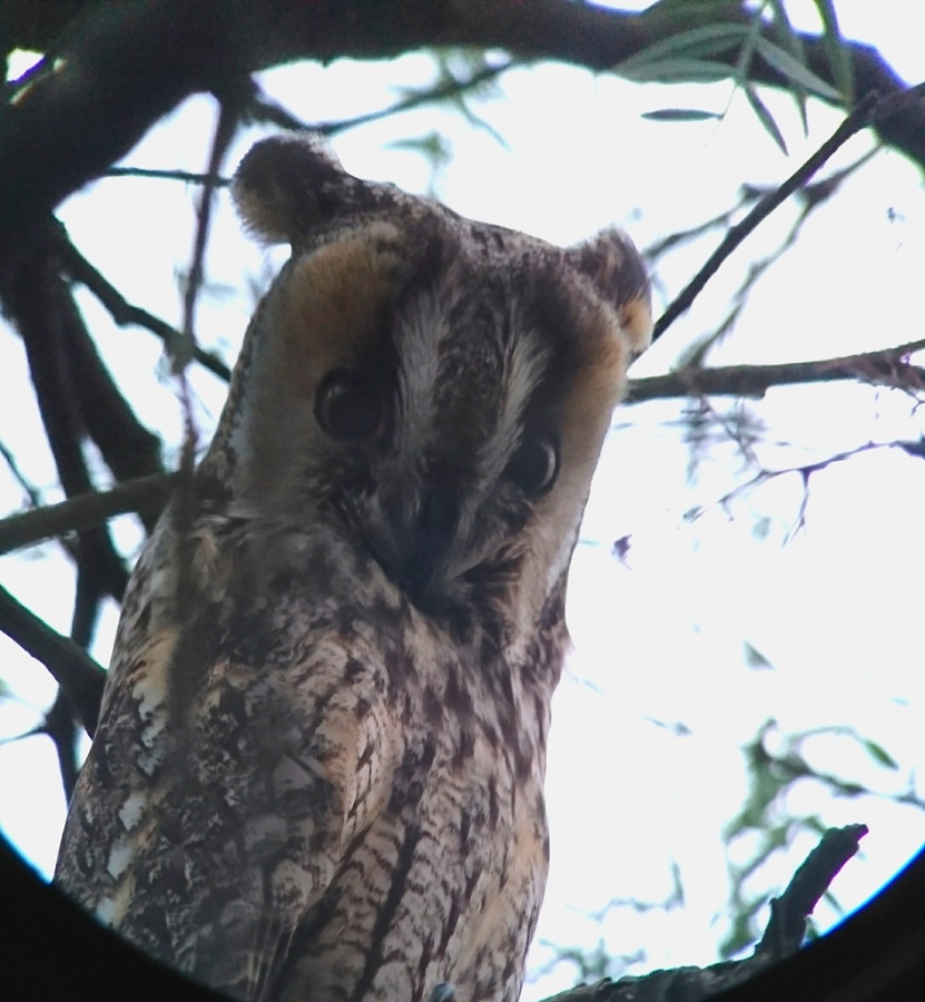 05 long eared owl 946x1024