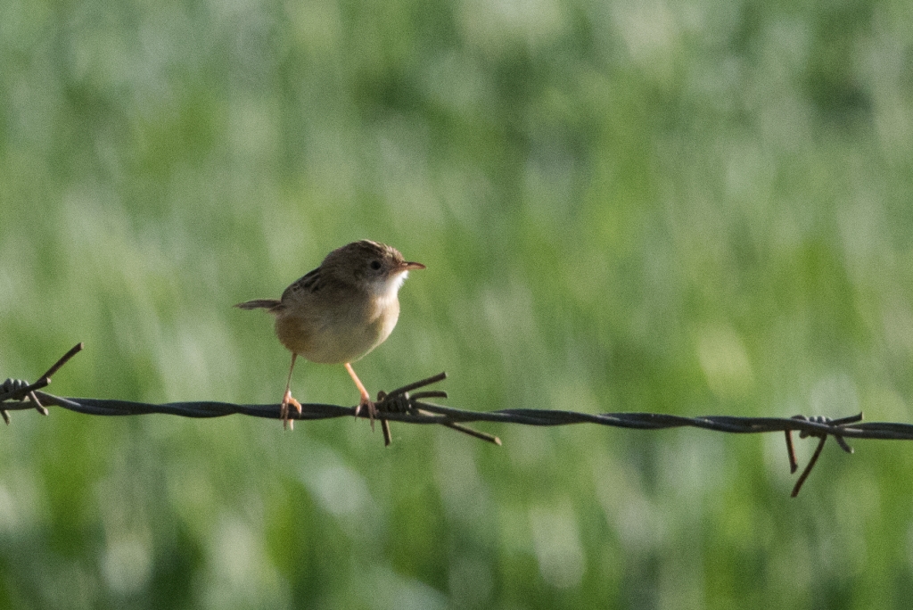 05 zitting cisticola 1024x684