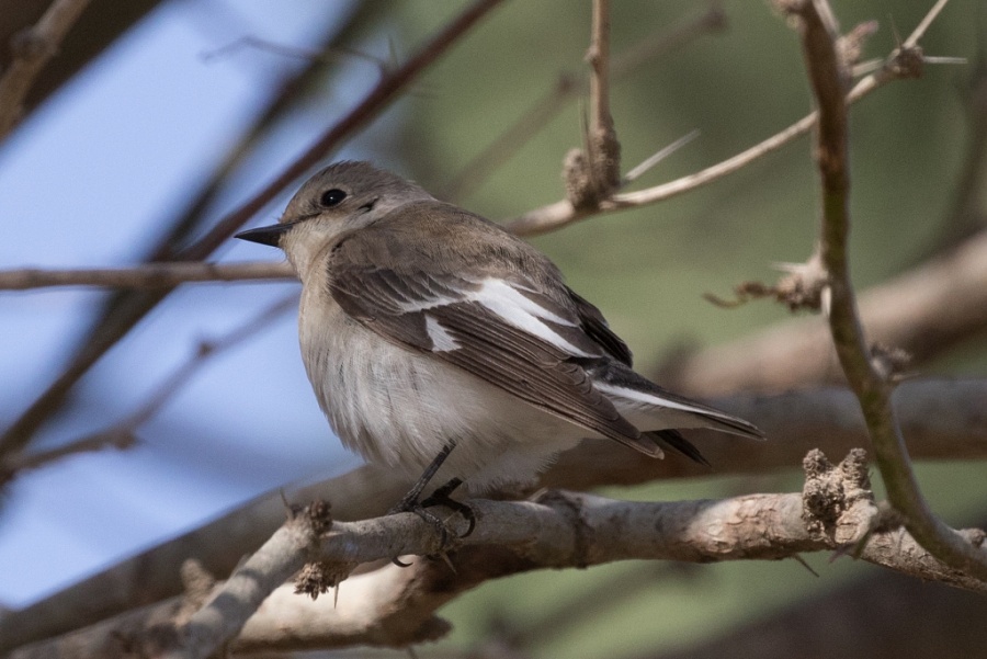 05collared flycatcher female 1024x684