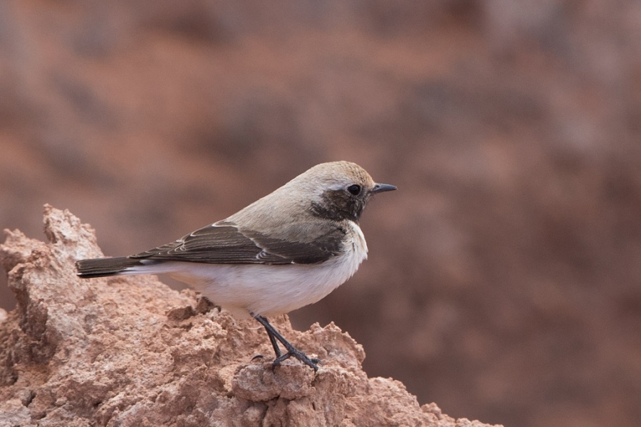 05mahgreb wheatear female 1024x683