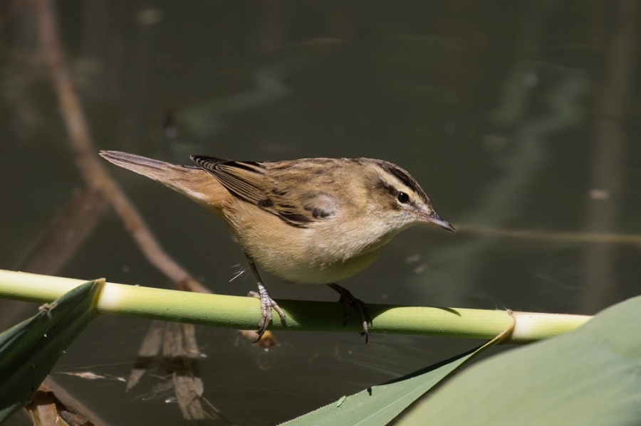 05sedge warbler 1024x682