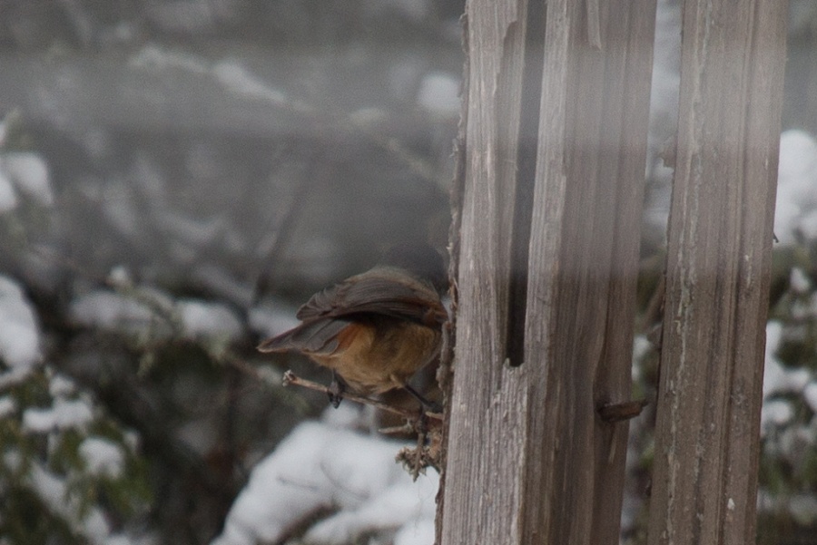 05siberian jay 1024x684