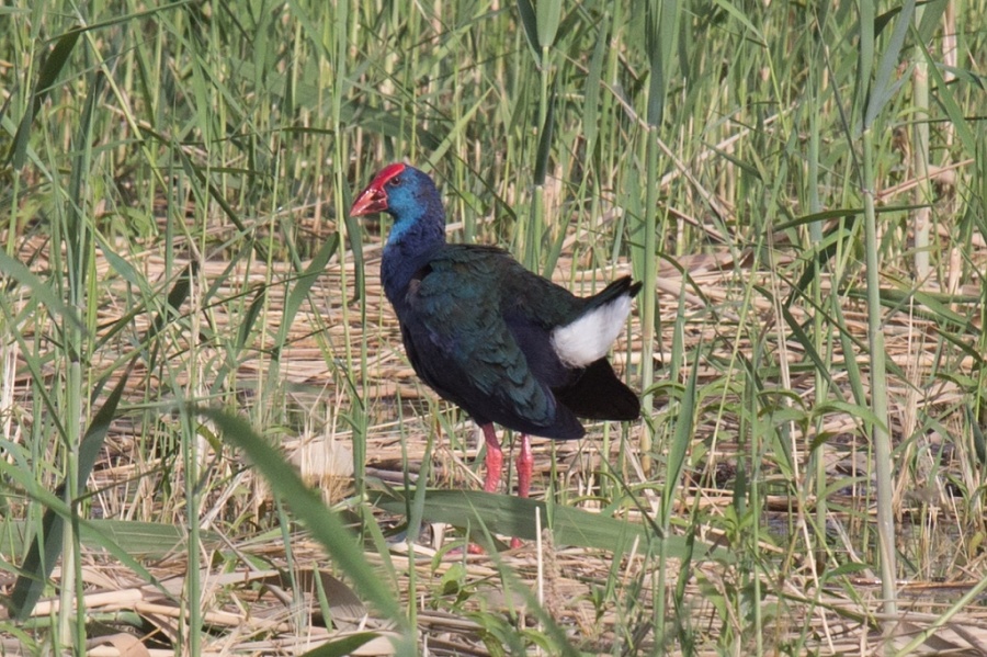 06 african swamphen 1024x681