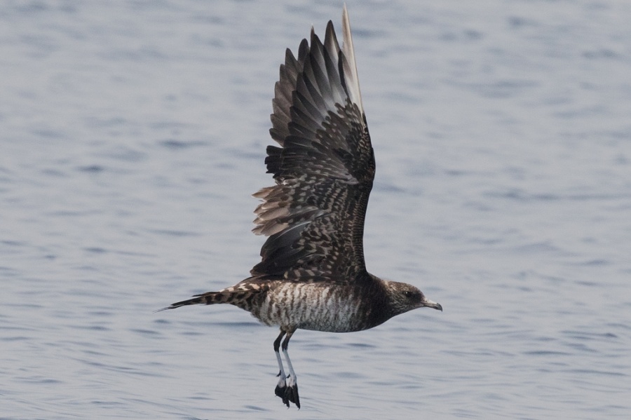 06 arctic skua2 1024x681