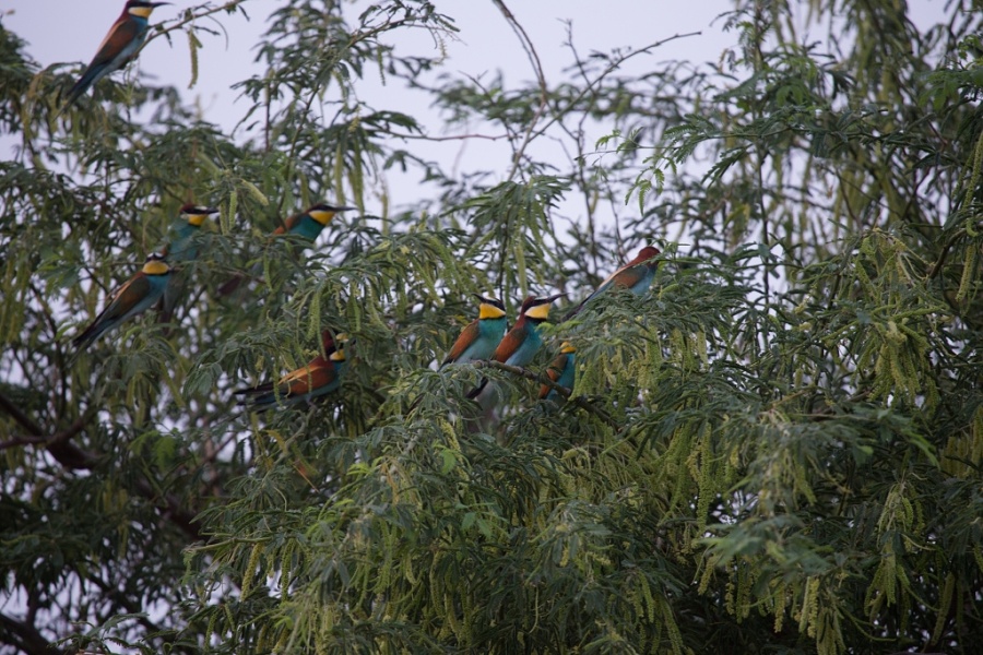 06 eurasian bee eater tree 1024x683