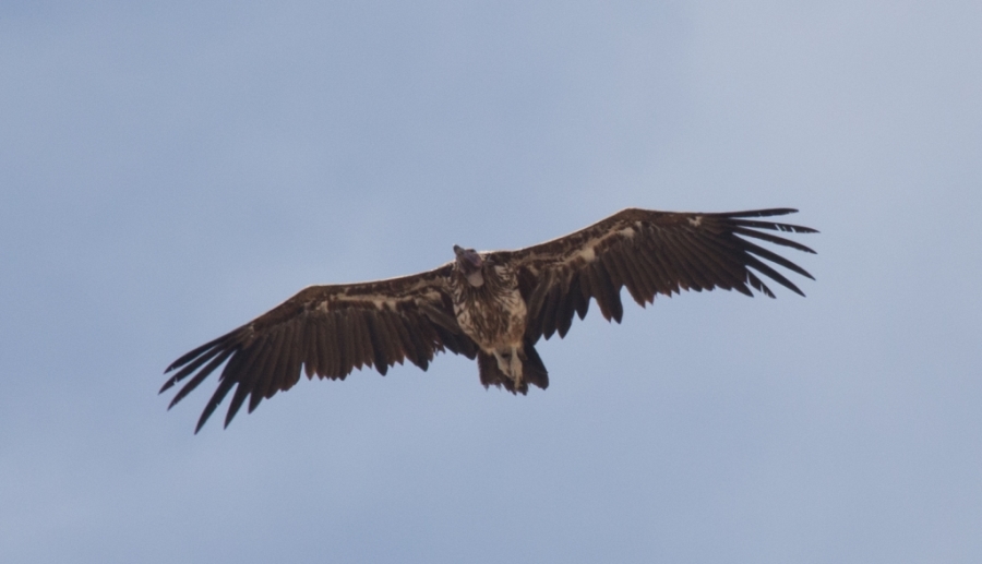 06 lappet faced vulture 1024x588