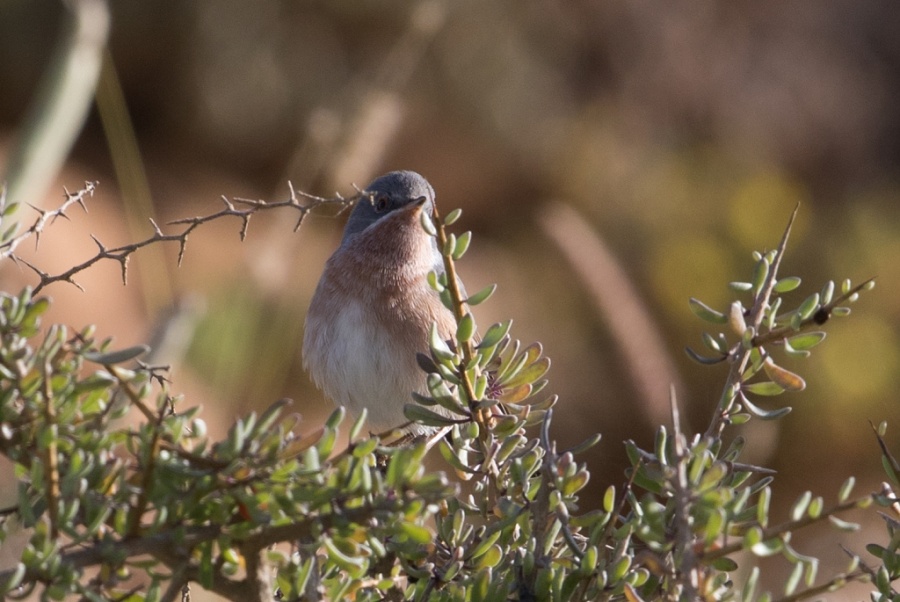 06 subalbine warbler 1024x685