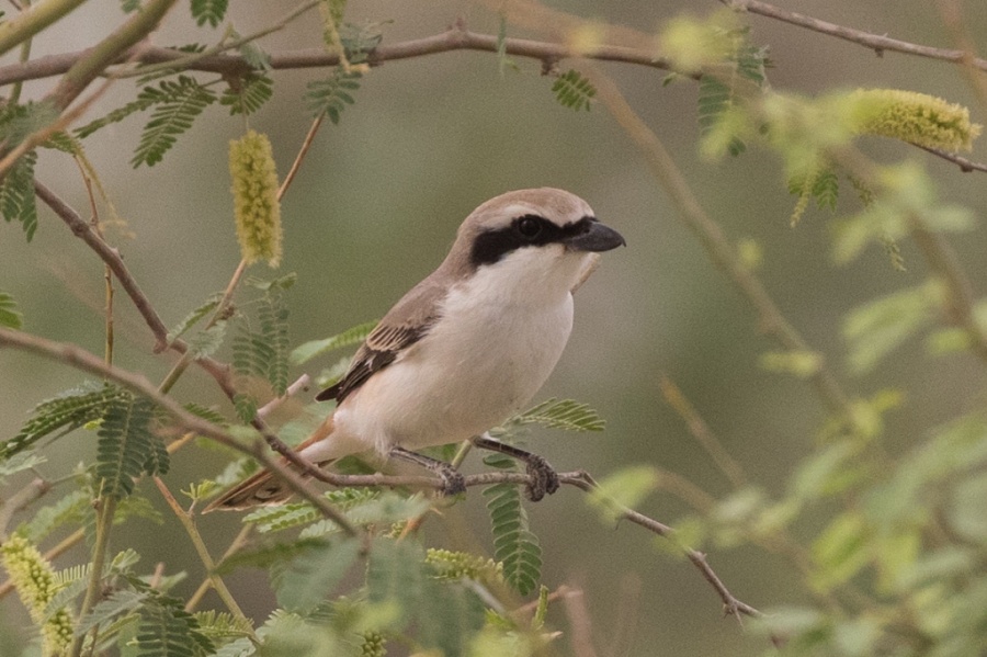 06 turkestan shrike 1024x682