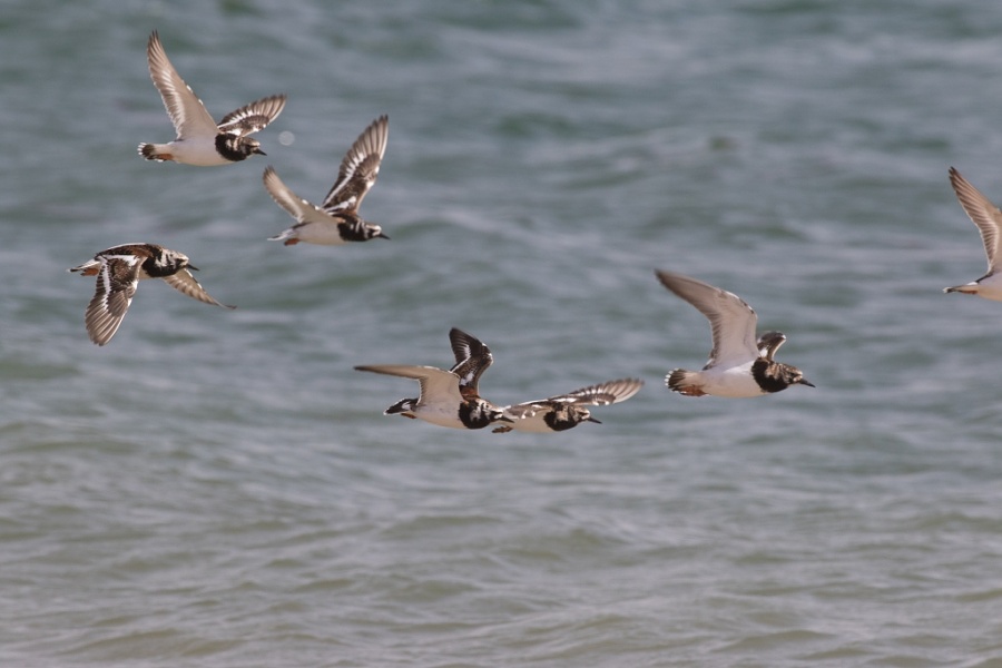 06 turnstones 1024x683