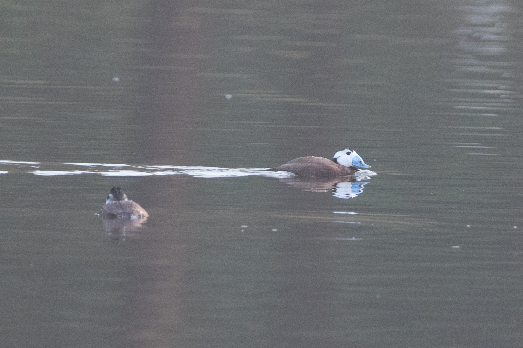 06 white headed duck 1024x682