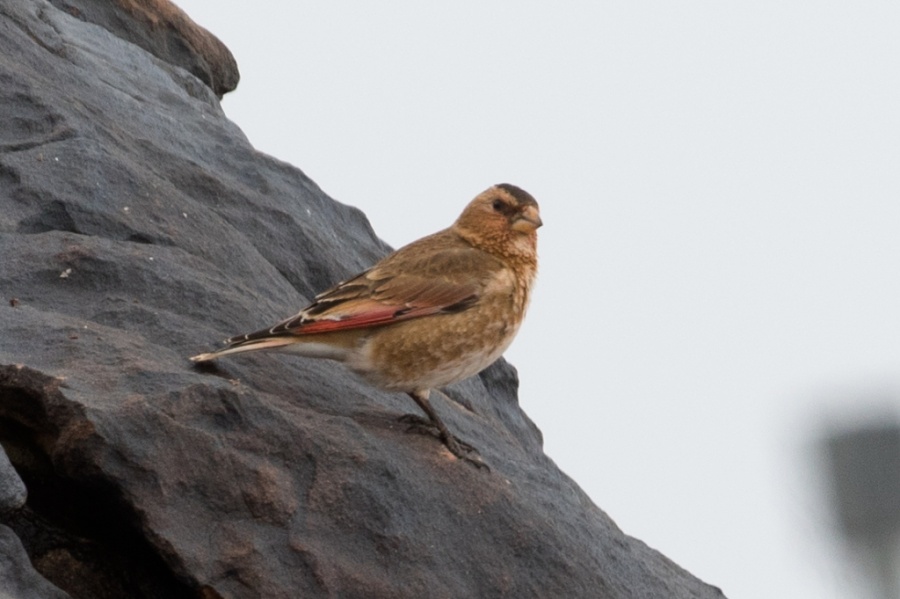 06african crimson winged finch 1024x681