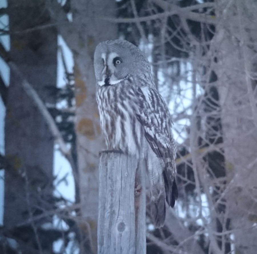 06great grey owl 1024x1014