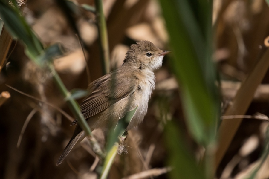 06reed warbler2 1024x682