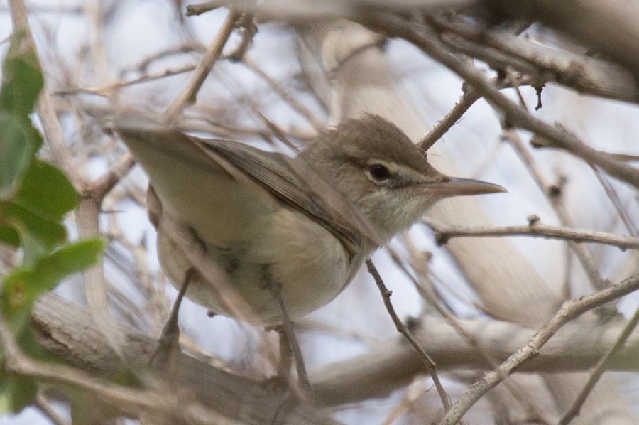 07 basra reed warbler2 1024x680