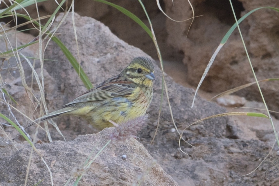 07 cirl bunting female 1024x683