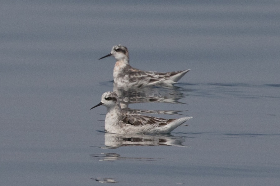 07 lesser crested tern 1024x681