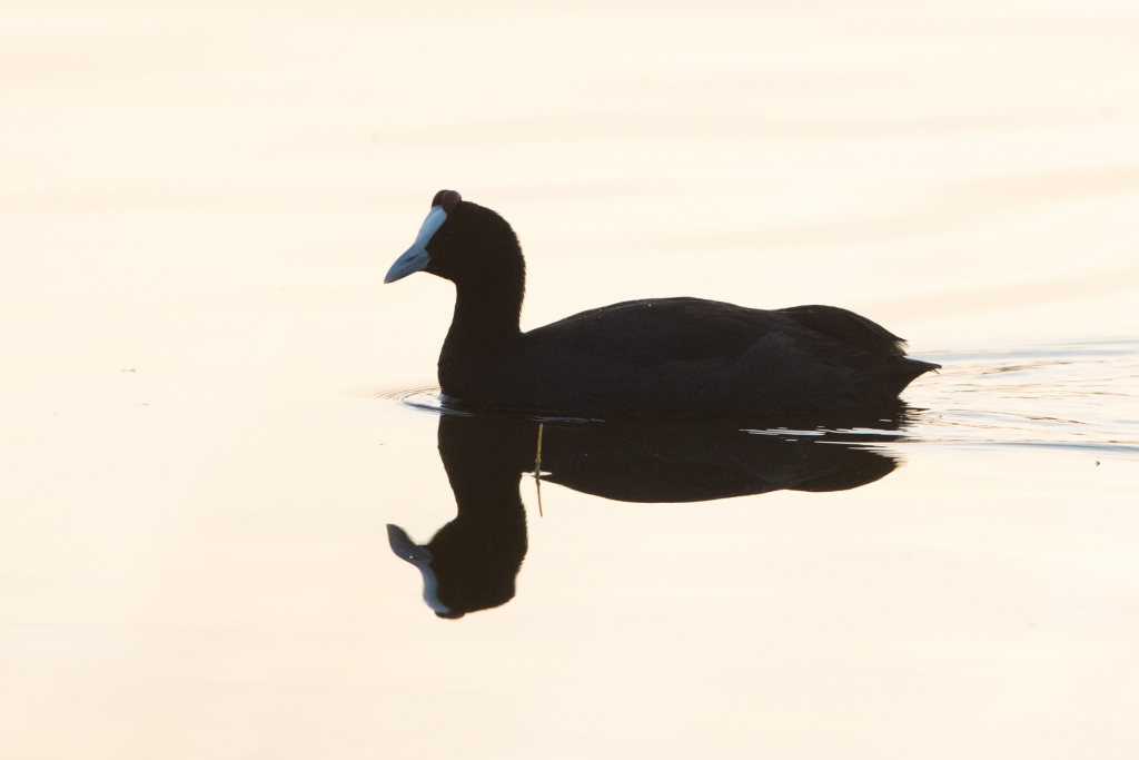 07 red knobbed coot 1024x683