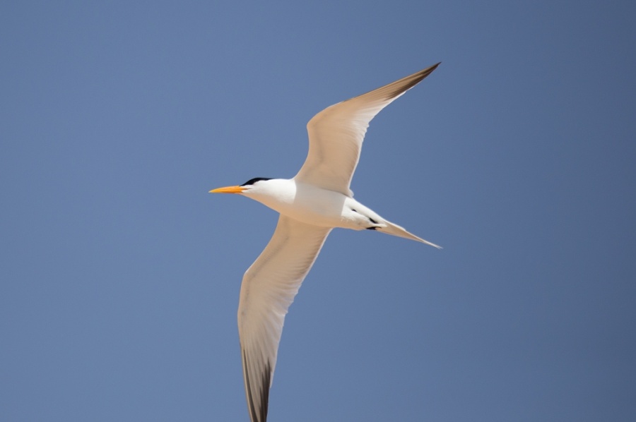 07 royal tern 1024x680