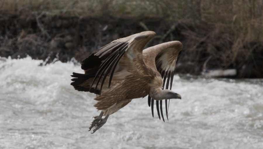 07 torrent vulture 1024x580