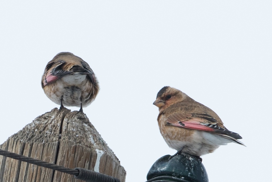 07african crimson winged finch2 1024x686