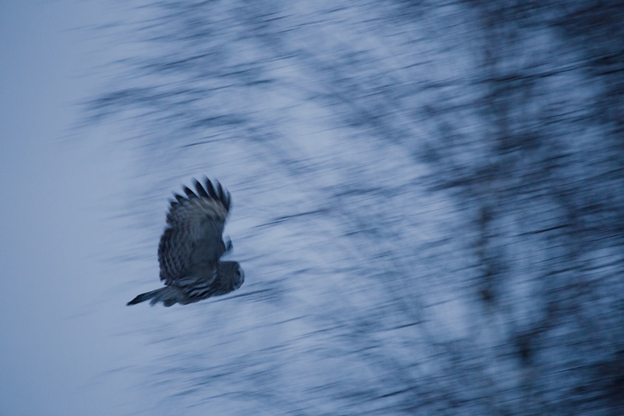 07great grey owl2 1024x683